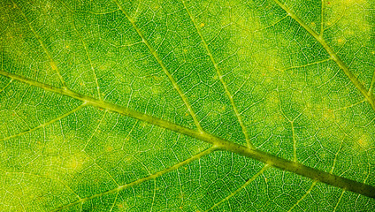 Green leaf fresh detailed rugged surface structure extreme macro closeup photo with midrib, leaf veins and grooves as a nature texture eco green biology background.