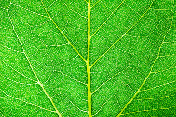 Green leaf fresh detailed rugged surface structure extreme macro closeup photo with midrib, leaf veins and grooves as a detailed and intricate pattern nature texture eco green biology background.