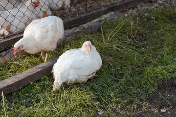 Domestic chickens in a cage. Poultry in a special room. White chickens rest in the pen.