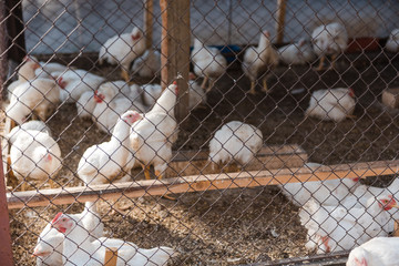 Domestic chickens in a cage. Poultry in a special room. White chickens rest in the pen.