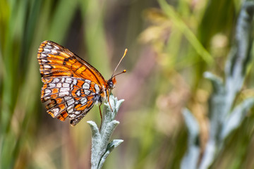 Close up of Hoffmann's checkerspot (Chlosyne hoffmanni) butterfly sitting on top of a plant with closed wings, Yosemite National Park, California
