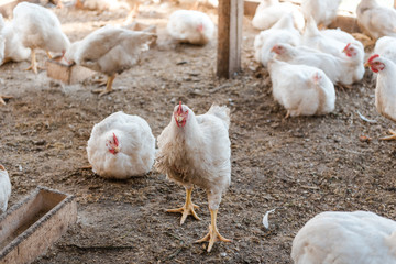 Domestic chickens in a cage. Poultry in a special room. White chickens rest in the pen.