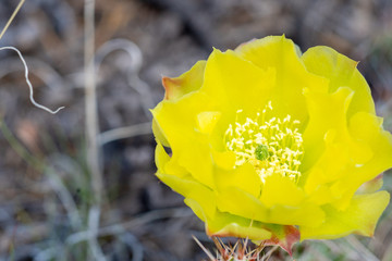 Cactus Flower