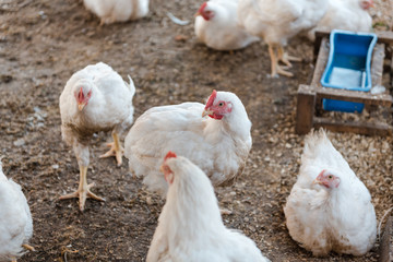 Domestic chickens in a cage. Poultry in a special room. White chickens rest in the pen.