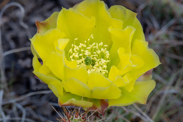Cactus Flower