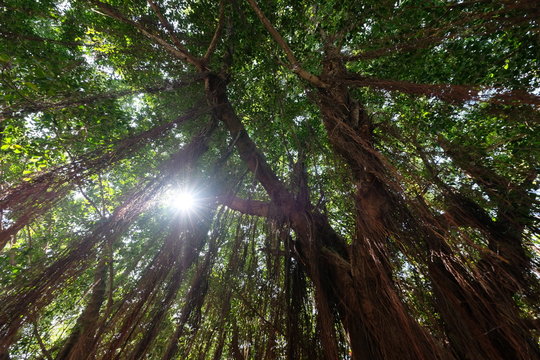 look up at big tall giant banyan trees. green leaves. long brown dense aerial roots hairs suspend from branches. bright sunshine through leaves. banian. Ficus microcarpa 