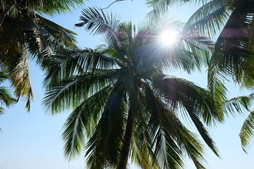 Fototapeta na wymiar look up at green tall coconut palm trees with sunshine blue sky background. sunlight rays shine through leaves. summer holiday concept
