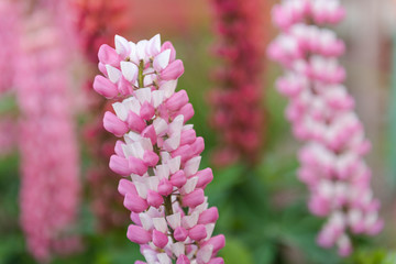 Lupine flowers grow in the garden. Lupins close up. Lupins are blooming. Bright beautiful flowers
