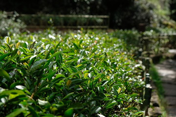 close up chinese tea plants with green tea leaves under bright sunlight. Blur background. In Mount Wuyi Fujian province China. Camellia sinensis (L.) O. Ktze
