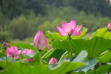 pink flower in the garden lotos