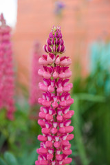Lupine flowers grow in the garden. Lupins close up. Lupins are blooming. Bright beautiful flowers