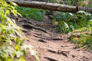 forest path. beautiful path in the fairy forest. chopped trail in the forest.