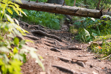 forest path. beautiful path in the fairy forest. chopped trail in the forest.