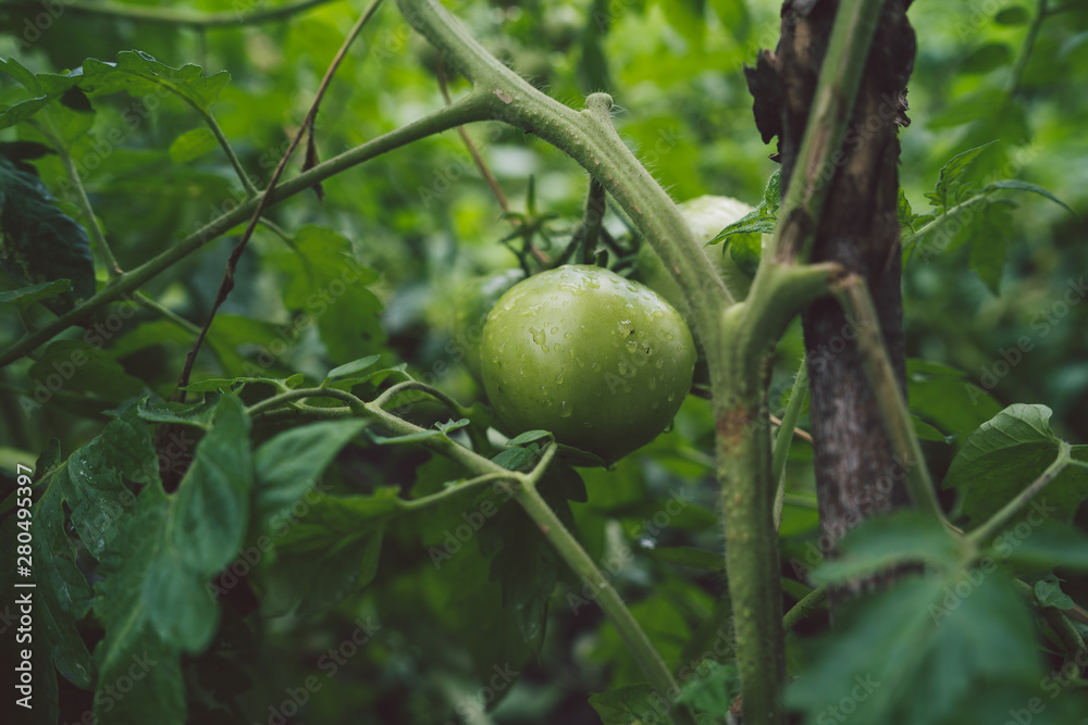 Wall mural small green tomatoes on a branch with raindrops. the concept of agriculture, healthy food and vegeta