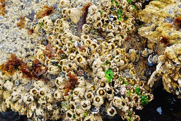 Barnacles on rock