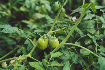 Fototapeta premium Small green tomatoes on a branch with raindrops. The concept of agriculture, healthy food and vegetables.
