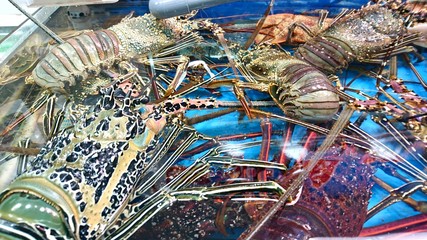 fishing nets and floats