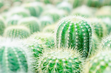 Selective focus close up on Golden barrel cactus.