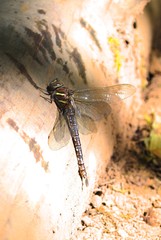 Dragonfly on log