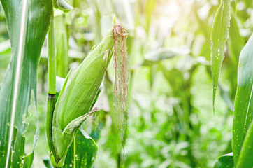 Fresh purple corn fruits in farm.