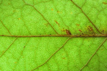 Natural green leaf fresh detailed rugged surface structure extreme macro closeup photo with midrib visible leaf veins, grooves and imperfections as a nature texture ecology green biology background.