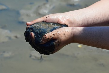 Child hands full of black healing mud in summer daylight sunshine