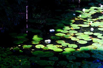 水辺に咲く白い花 京都