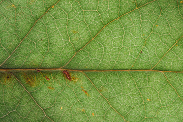 Green leaf fresh detailed rugged surface structure extreme macro closeup photo with midrib, leaf veins and grooves as a nature texture eco green biology background.