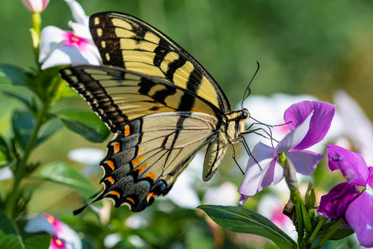An Eastern Tiger Swallowtail takes nectar from purple, magenta, pink, and white flowers in a summer garden