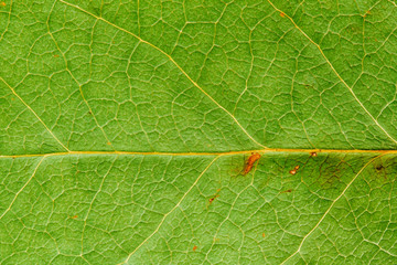 Natural green leaf fresh detailed rugged surface structure macro closeup photo with midrib visible leaf veins, grooves and imperfections as a nature texture ecology green biology background.
