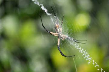 A yellow orb weaver banana spider in a garden
