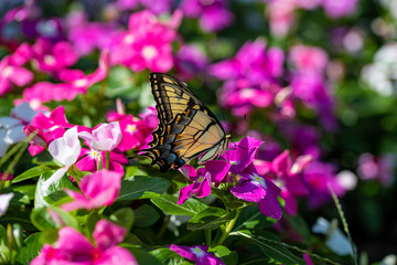 An Eastern Tiger Swallowtail takes nectar from purple, magenta, pink, and white flowers in a summer garden