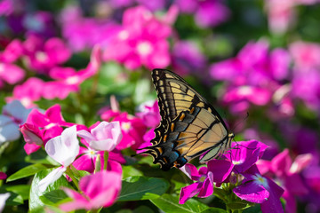 An Eastern Tiger Swallowtail takes nectar from purple, magenta, pink, and white flowers in a summer garden