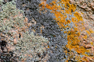 Wall of large natural stones, covered with yellow black green beautiful moss.
