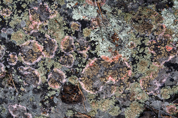 beautiful stone with a creative seasoned lichen on a boulder texture - abstract background photo