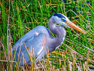 Great Blue Heron, in breeding plumage, hunting in an Everglades marsh pond
