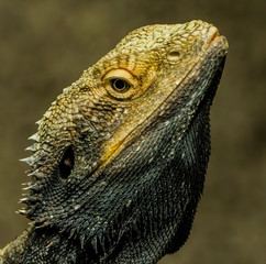 Dragon lizard from Australia close-up photo of its head. 