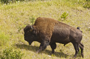 Large bison bull grazing