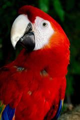 Guacamaya found in its habitat in Quintana Roo