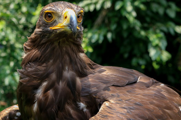 Aguila Real found in its habitat