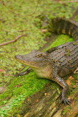 Obraz premium Alligator in Swamp