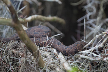 Wild Snake 