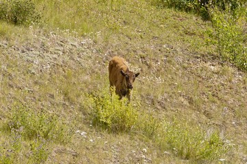 Bison calf