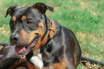 Pitweiler /  Rottweiler Pit bull Mix Dog 