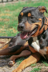 Pitweiler /  Rottweiler Pit bull Mix Dog 