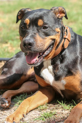 Pitweiler /  Rottweiler Pit bull Mix Dog 