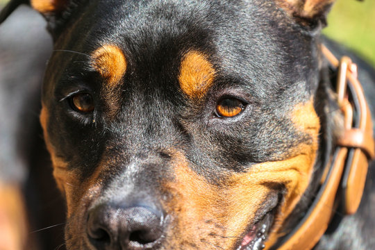 Pitweiler /  Rottweiler face