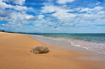 Huge dead jellyfish at the Beach in Tuy hoa Phu yen