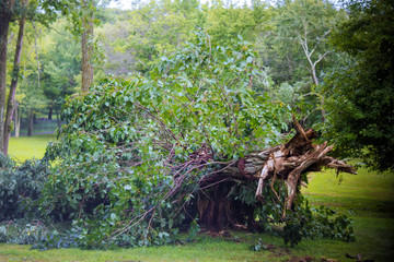 Broken tree branches and trees after a hurricane