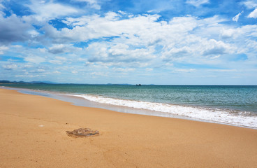 Huge dead jellyfish at the Beach in Tuy hoa Phu yen